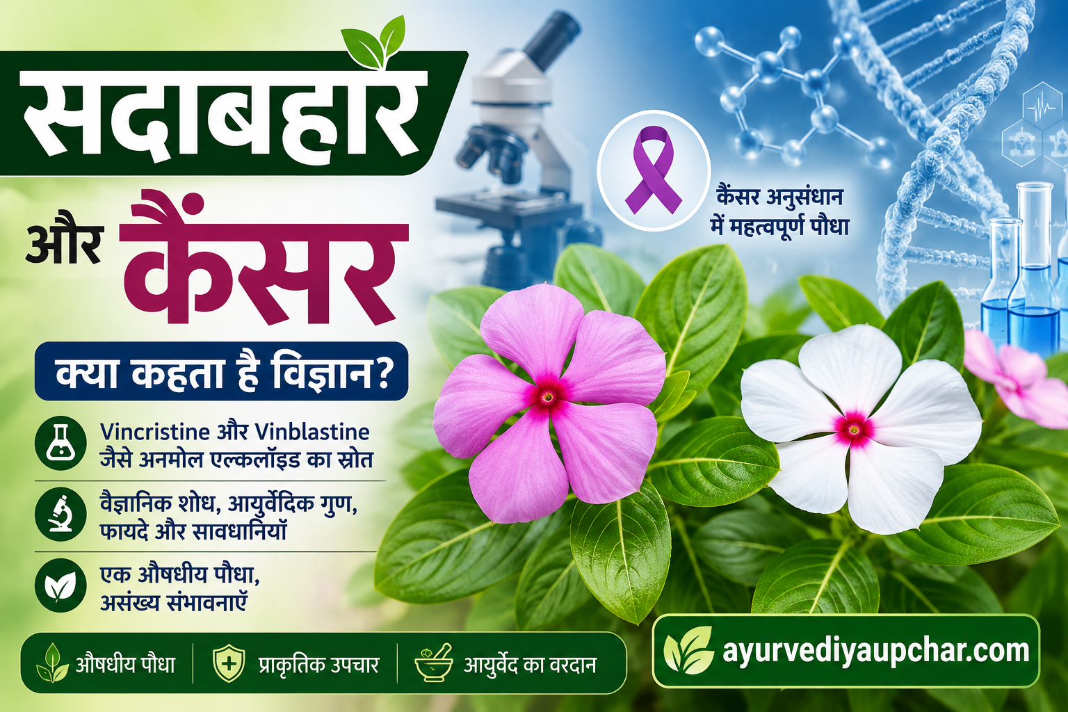 सदाबहार (नयनतारा) पौधा और कैंसर: क्या यह वास्तव में कैंसर के इलाज में उपयोगी है? जानिए वैज्ञानिक शोध, आयुर्वेदिक दृष्टिकोण और पूरी सच्चाई