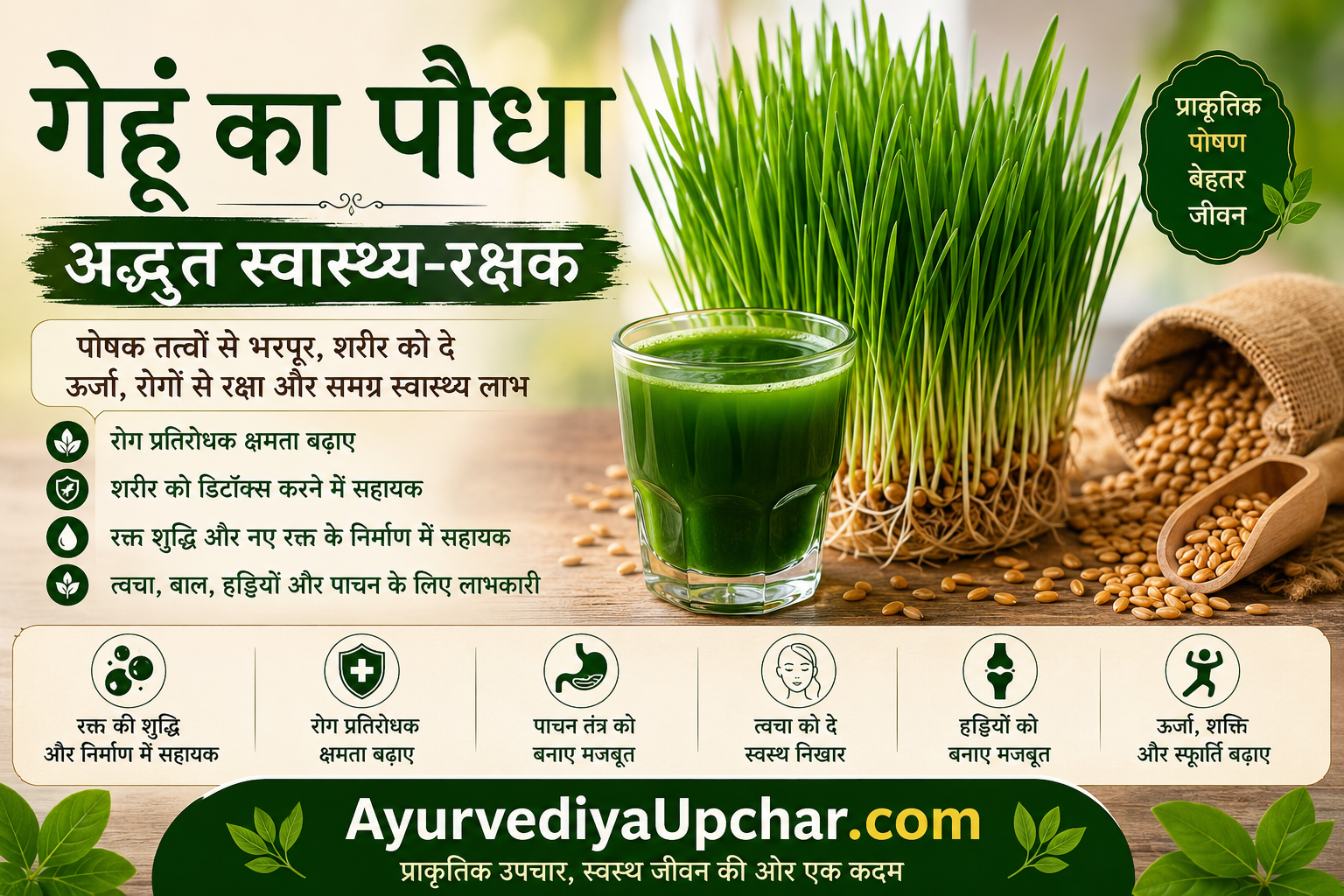गेहूं का पौधा: अद्भुत स्वास्थ्य-रक्षक